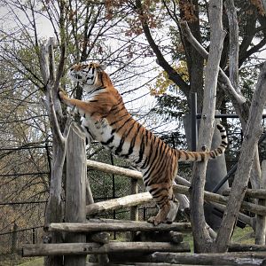 Amur Tiger