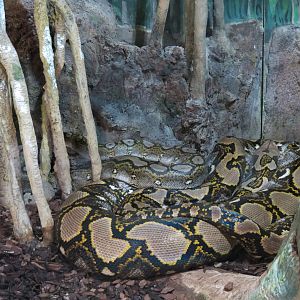Reticulated Python