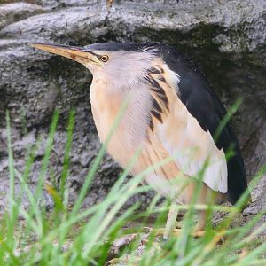 Little Bittern - Hamerton - 3/1/19