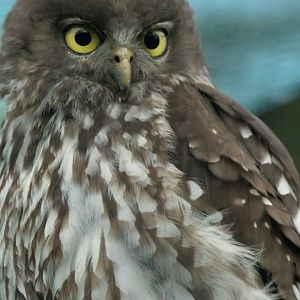 Barking owl - Hamerton - 24/11/18