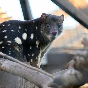 Tiger quoll - Hamerton - 18/11/18