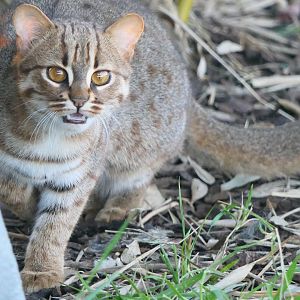 Rusty-spotted cat - Hamerton - 18/11/18