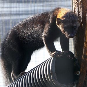 Tayra - Hamerton - 8/11/18