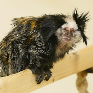 Geoffroy's Marmoset - Hamerton - 1/1/19