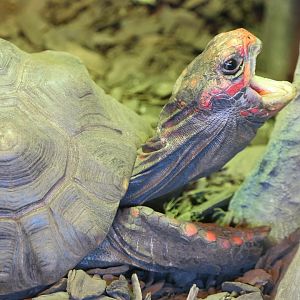 Red-footed tortoise - Hamerton - 1/1/19