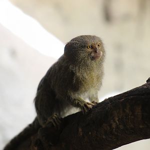 Eastern Pygmy Marmoset
