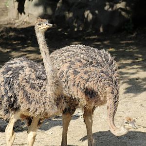 Ostrich Chicks
