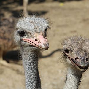 Ostrich Parents
