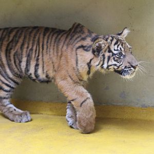 Sumatran Tiger Cub