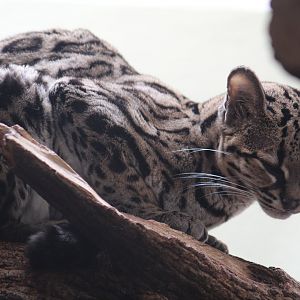Margay