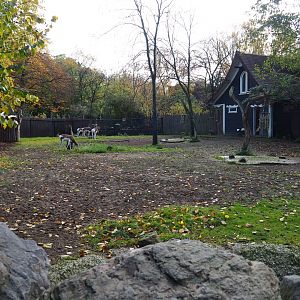 Mhorr gazelle paddock (Nov 10th, 2018)