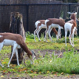 Mhorr gazelles (Nanger dama mhorr), Nov 10th, 2018