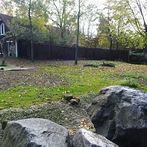 Mhorr gazelle paddock (Nov 10th, 2018)