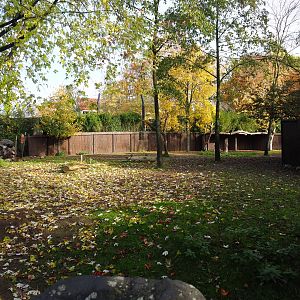 Mhorr gazelle paddock (Nov 10th, 2018)