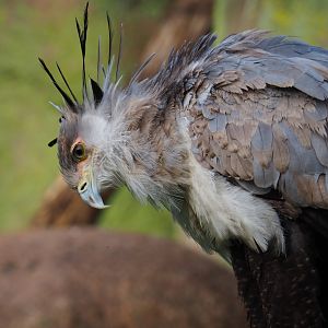 Secretary bird (Sagittarius serpentarius), Nov 10th, 2018