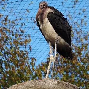 Marabou stork (Leptoptilos crumenifer), Nov 10th, 2018