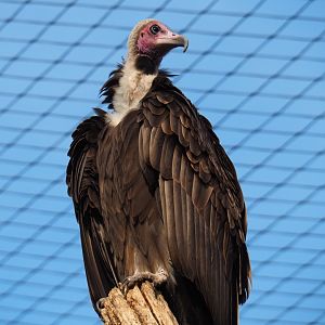 Hooded vulture (Necrosyrtes monachus), Nov 10th, 2018