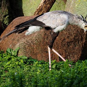 Secretary bird (Sagittarius serpentarius), Nov 10th, 2018