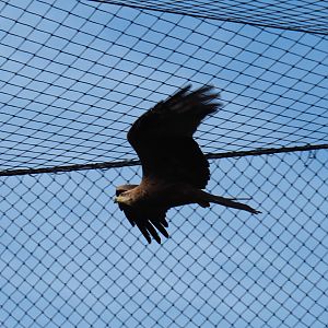 Common black kite (Milvus migrans migrans) flying around (Nov 10th, 2018)