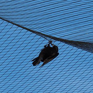 Carrion crow (Corvus corone) hanging from the aviary netting (Nov 10th, 2018)