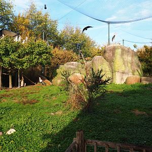 Vulture and large bird aviary (Nov 10th, 2018)