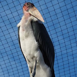 Marabou stork (Leptoptilos crumenifer), Nov 10th, 2018)