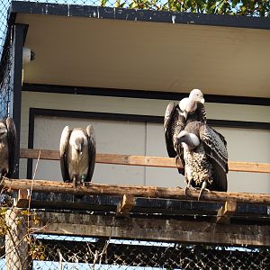 Rüppell's vultures and African white-backed vultures (Nov 10th, 2018)