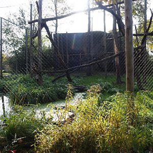 White-naped mangabey exhibit (Nov 10th, 2018)