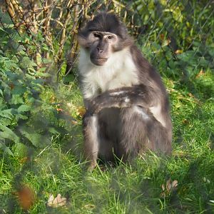 White-naped mangabey (Cercocebus atys lunulatus), Nov 10th, 2018