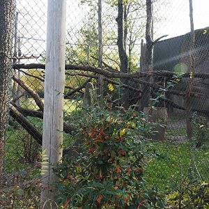 White-naped mangabey exhibit (Nov 10th, 2018)