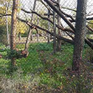 White-naped mangabey exhibit (Nov 10th, 2018)