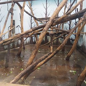 White-naped mangabey indoor exhibit (Nov 10th, 2018)