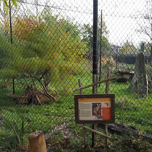 Serval exhibit (Nov 10th, 2018)