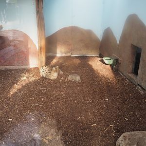 Serval indoor exhibit (Nov 10th, 2018)