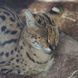 Serval (Leptailurus serval), Nov 10th, 2018)