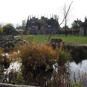 Reticulated giraffe - Greater kudu savannah exhibit (Nov 10th, 2018)