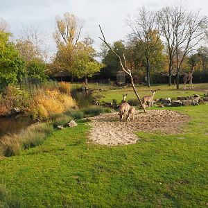 Reticulated giraffe - Greater kudu savannah exhibit (Nov 10th, 2018)