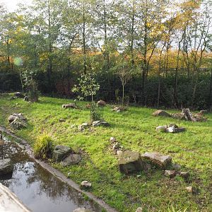 Part of the spotted hyena exhibit (Nov 10th, 2018)