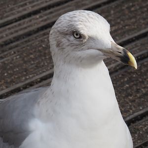 Older juvenile European herring gull (Larus argentatus), Nov 10th, 2018