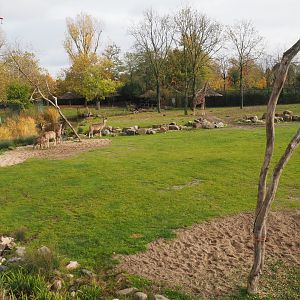 Reticulated giraffe - Greater kudu savannah exhibit (Nov 10th, 2018)
