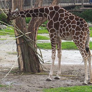 Reticulated giraffe (Giraffa reticulata) feeding on branches (Nov 10th, 2018)