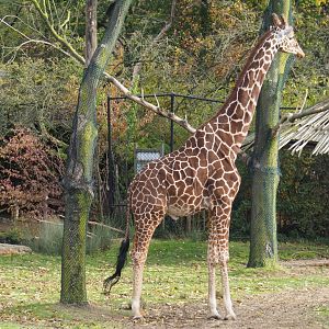 Reticulated giraffe (Giraffa reticulata), Nov 10th, 2018