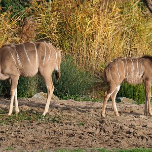 Female and juvenile greater kudu (Tragelaphus strepsiceros), Nov 10th, 2018