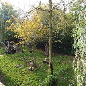 Part of the spotted hyena exhibit (Nov 10th, 2018)