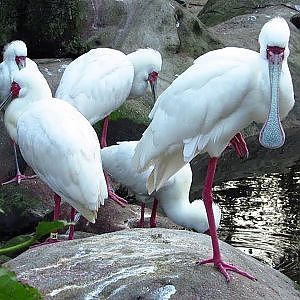 Jacksonville Zoo African Spoonbill - YouTube