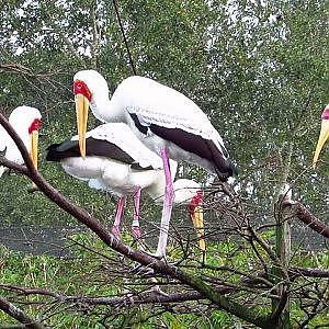 Jacksonville Zoo Yellow Billed Stork - YouTube