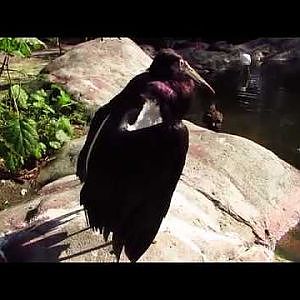Jacksonville Zoo Abdim's Stork & Hammerkop - YouTube