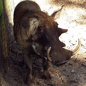 Jacksonville Zoo Warthog - YouTube