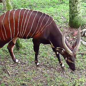 Jacksonville Zoo Eastern Bongo - YouTube