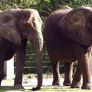 Jacksonville Zoo African Elephants Thandi & Sheena - YouTube